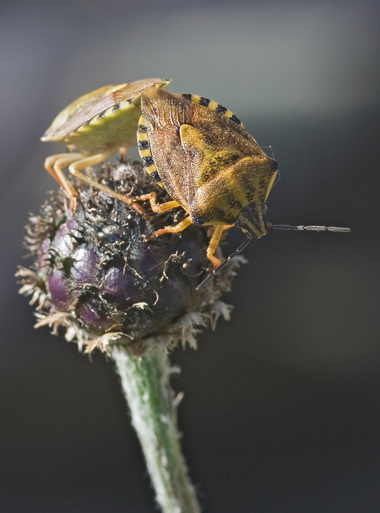 Carpocoris fuscispinus